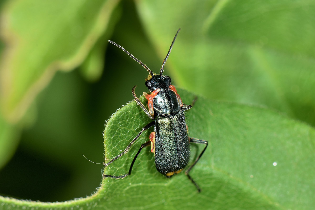 Malachiidae: Clanoptilus elegans?  con 